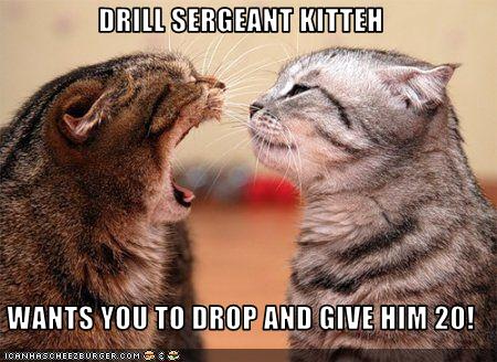 [funny-pictures-this-cat-is-a-drill-sergeant[1].jpg]